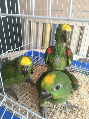 Frische Papageieneier zum Verkauf