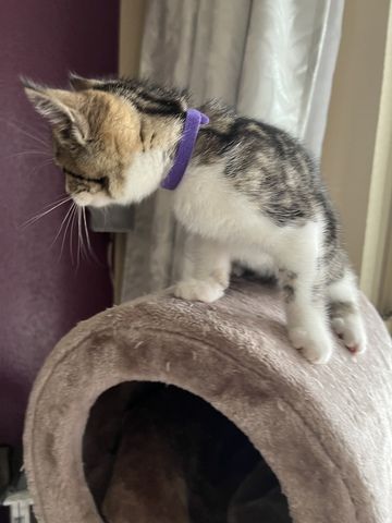 BKH Mix Kitten suchen liebevolles Zuhause