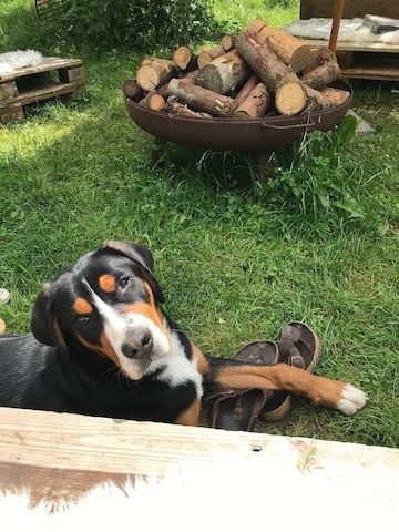 Swissydog Welpen vom Ammersee