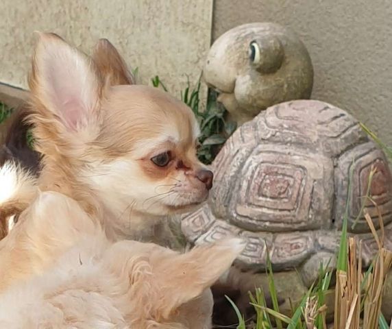 Zwei süße Langhaar Chihuahua Welpen männlich suchen Traumplatz
