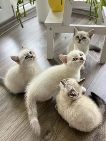 Süße Reinrassige BKH Katzen