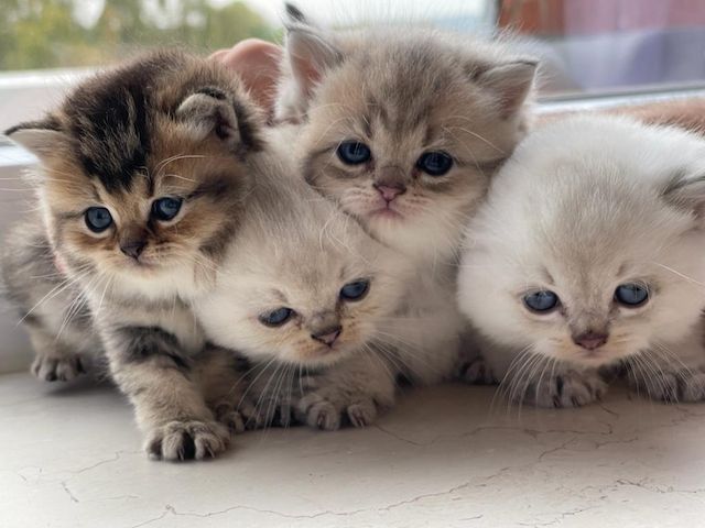 Niedliche BLH-Katzenbabys suchen liebevolles Zuhause!