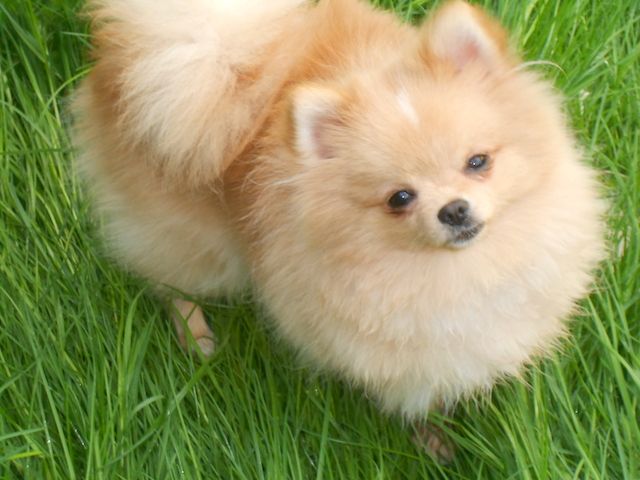 Bezaubernde echte Mini-Pomeranianwelpen-Jungrüden in seltenen Farben mit Ahnentafel