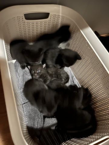 Kleine Kitzen suchen neues Zuhause