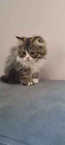 Perser Kitten mit Näschen 12wochen alt
