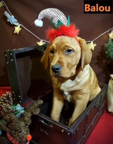 Labrador Retriever Welpen in foxred aus Körzucht