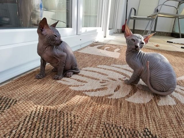 Edelfarbige Don Sphynx Kitten: nur noch 1 frei