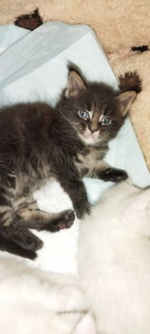 Reinrassige Maincoon Kitten