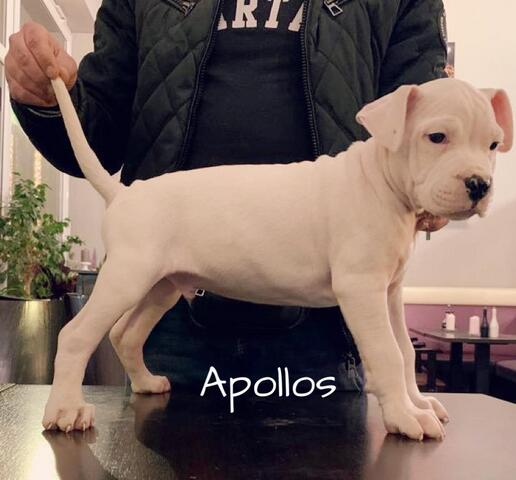 Dogo Argentino/ American Bulldog Mix Welpen