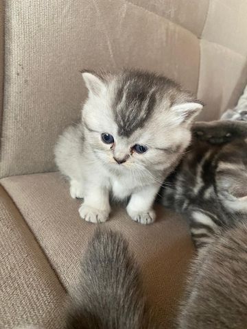 Baby Katzen