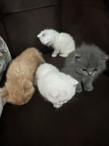 Süße Kittens