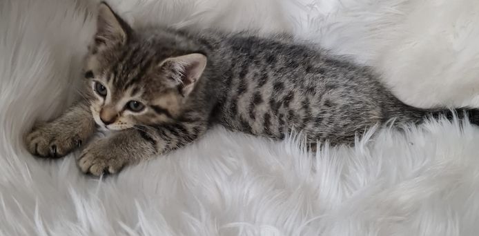 BKH Britisch kurzhaar Mix Kitten abholbereit zu verkaufen.