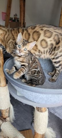 Reinrassige Bengal Kitten mit TICA Stammbaum