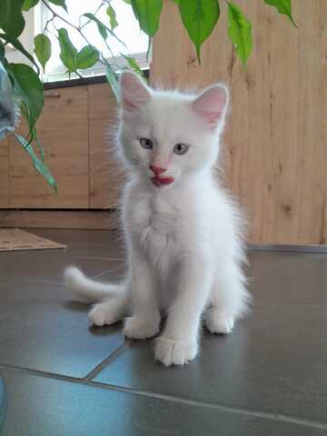 Süße Red Point-Kitten *Rassemix* suchen liebevolles Zuhause!!