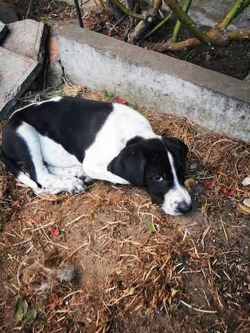 Russische Bracke gekreuzt mit Deutschem Wachtel Hund Welpen zu verkaufen
