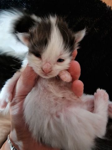 ❤️ Maine Coon Kitten ❤️