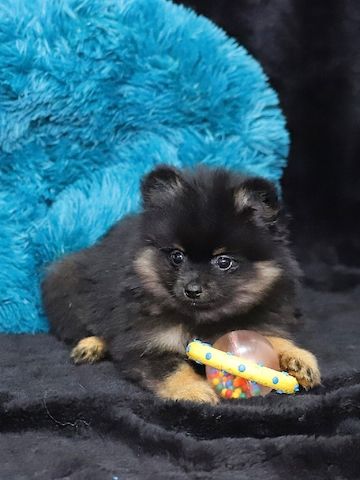 Pomeranian x Chihuahua (Pomchi)