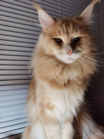 Maine Coon Kater zum Decken