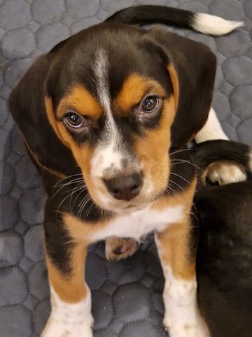 Beagle/ Beagle Deutscher Pinscher
