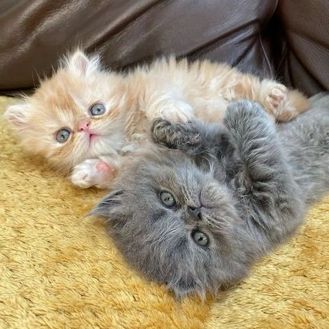 Schöne goldene und persische Chinchilla-Kätzchen