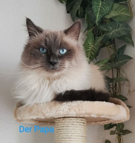 Neva Masquarade Kitten