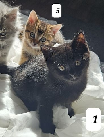 3 zuckersüße Kitten