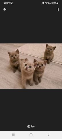 Katzenbabys Kitten bald Abgabebereit