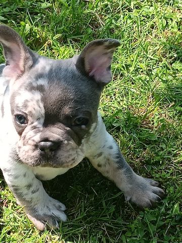 Französische Bulldogge