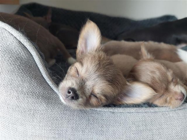 Chihuahua Welpe Rüde