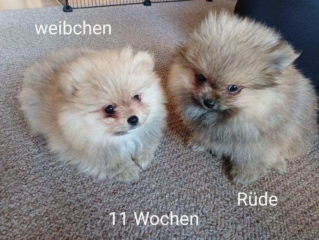 2 Pomeranian Zwergspitz Welpen