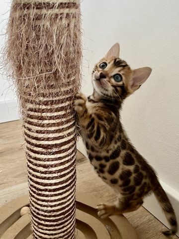 Bengal Kitten mit Stammbaum