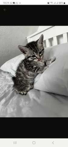 Kätzchen ab 26.06.2023 zu verkaufen für 400 Euro.