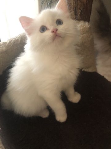 Ragdoll Kitten Kater Blue Eyed White weiß mit blauen Augen