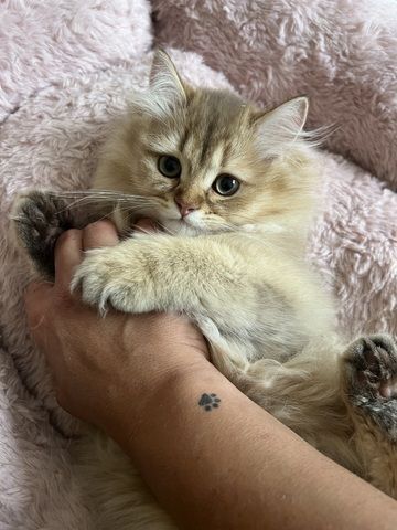 BLH bkh Kater black golden Chinchilla junge britisch langhaar vom Züchter