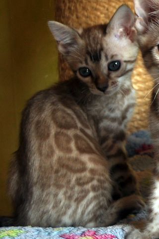 Snow Bengal Kitten & black spotted tabby Kitten aus liebevoller Zucht