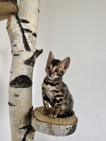 Bengal Kitten mit Stammbaum