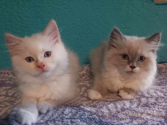 ragdoll Perser Kitten suchen ein schönes Zuhause