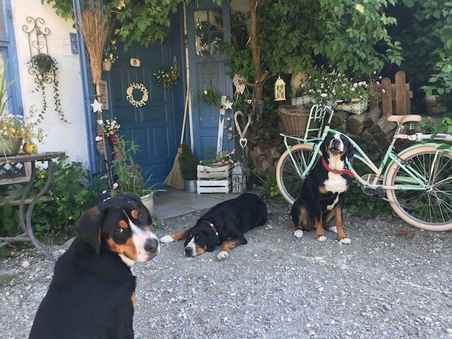 Swissydog Welpen vom Ammersee