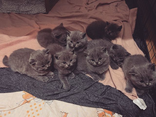 BKH kitten (grau,schwarz,getigert)