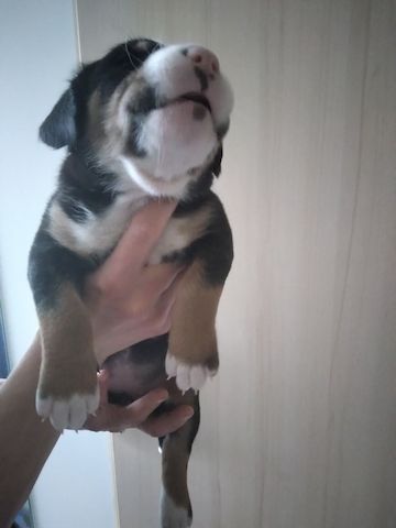 Großer Schweizer Sennenhund Welpen