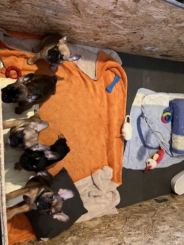 Französische Bulldoggen Welpen in liebevolles Zuhause abzugeben