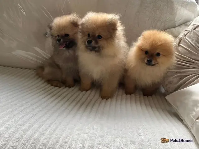 Pomeranian-Zwergspitz welpen!!!