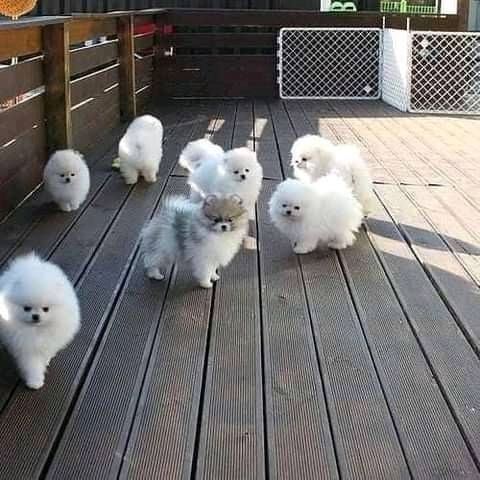 Pomeranian Zwergspitze suchen ein neues Zuhause