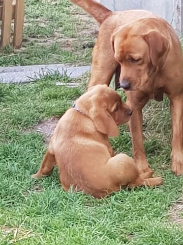 Labrador Retriever Welpen in foxred aus Körzucht