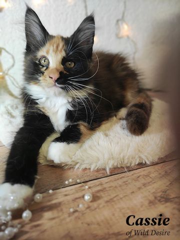 Maine Coon Kitten mit Stammbaum, Genkrankheiten N/N