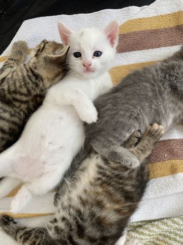 Katzenbabys#baby katzen#kitten