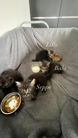 3 Kitten abzugeben