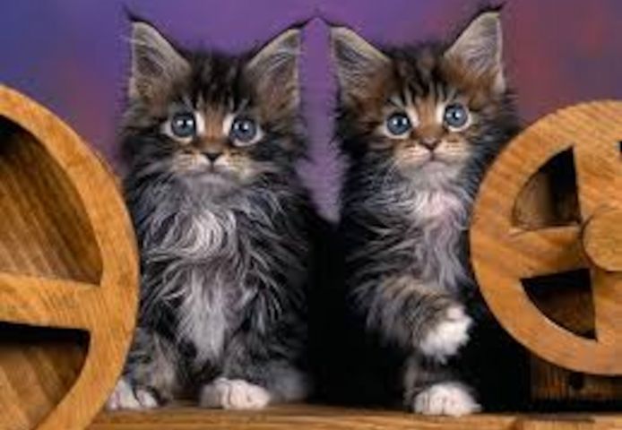 KOSTENLOS Maine Coon Zuhause-WHATSAPP: +4915213140266