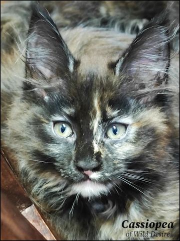 Maine Coon Kitten mit Stammbaum, Genkrankheiten N/N