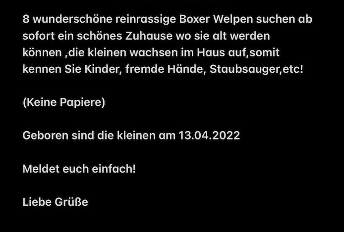 Boxer Welpen